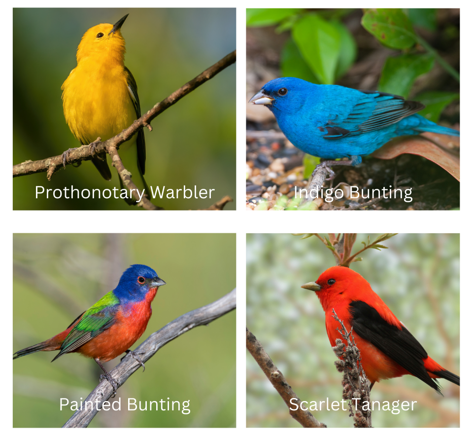 Prothonotary Warbler (1) Prothonotary Warbler (1)