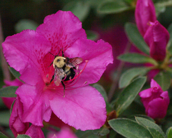 Youth-2nd-Place_Chelsey-Echols_A-Taste-of-Spring insect on purple flower